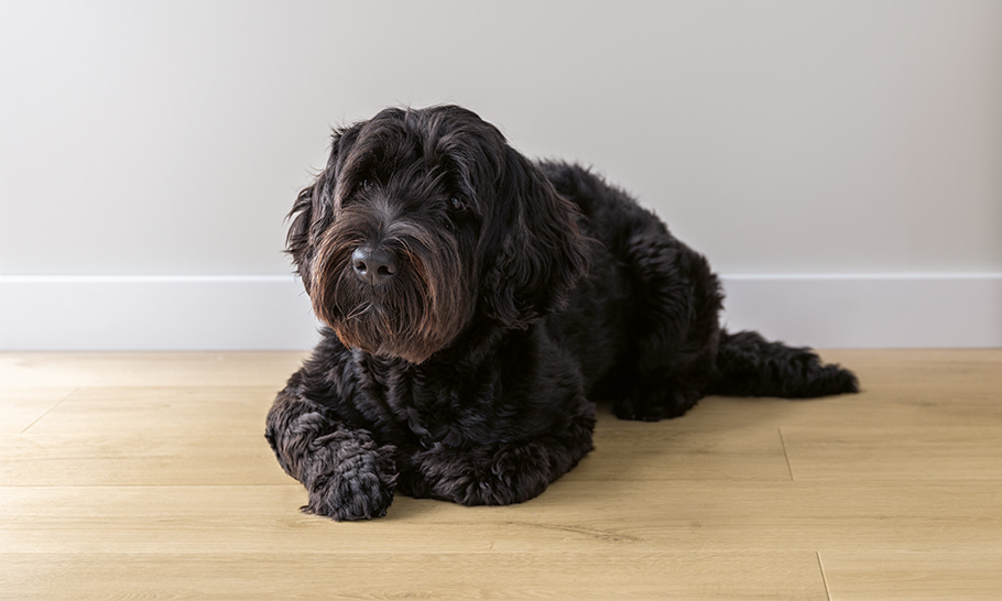 un cane sdraiato su un pavimento laminato beige